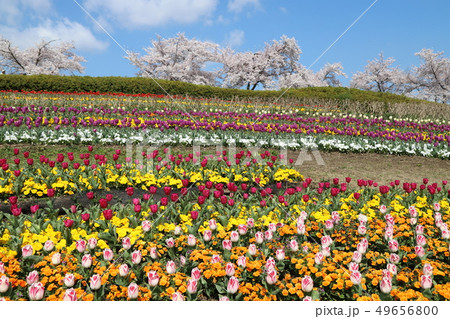 馬見丘陵公園の春景色 49656800