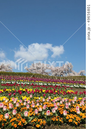 馬見丘陵公園の春景色 49656801