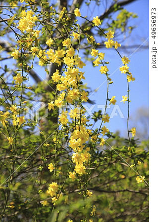 春の花 雲南黄梅(ウンナンオウバイ) 春の花 雲南黄梅(ウンナンオウバイ) 49656973
