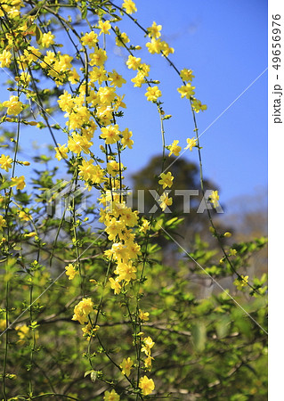 春の花 雲南黄梅(ウンナンオウバイ) 春の花 雲南黄梅(ウンナンオウバイ) 49656976
