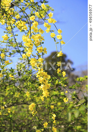 春の花 雲南黄梅（ウンナンオウバイ）の写真素材 [49656977] - PIXTA
