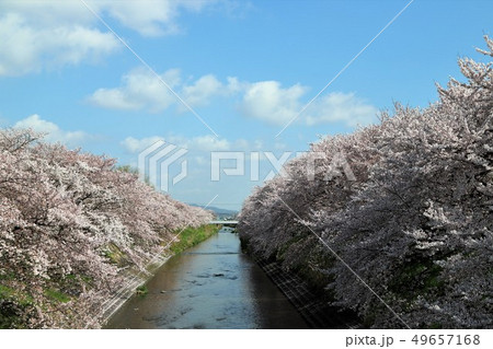 高田川　箸尾の桜 49657168