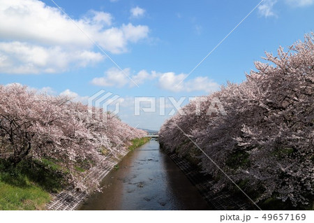 高田川 箸尾の桜 高田川 箸尾の桜 49657169