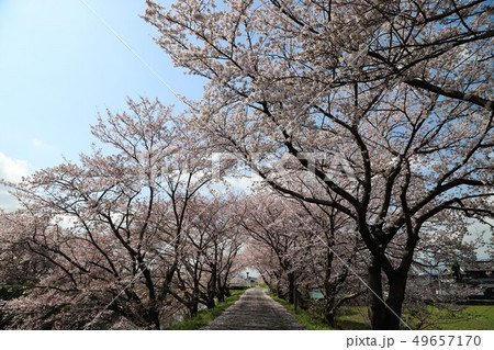 高田川　箸尾の桜 49657170