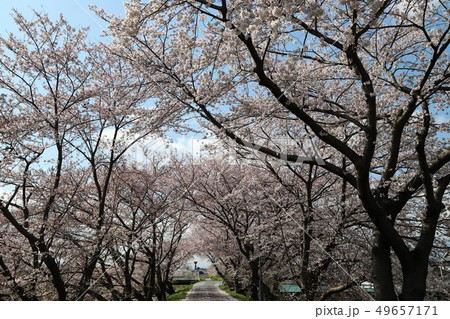 高田川　箸尾の桜 49657171