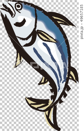 カツオ カツオ 49657185