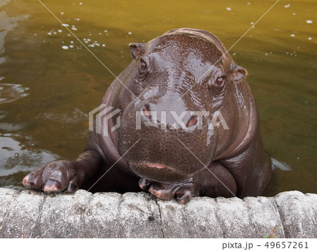 プールからのぞくコビトカバ 49657261
