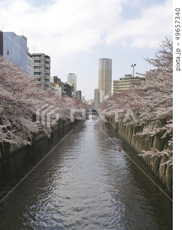 目黒川 中里橋から望む桜 49657340