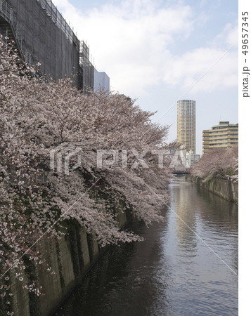 目黒川 中里橋から望む桜 49657345