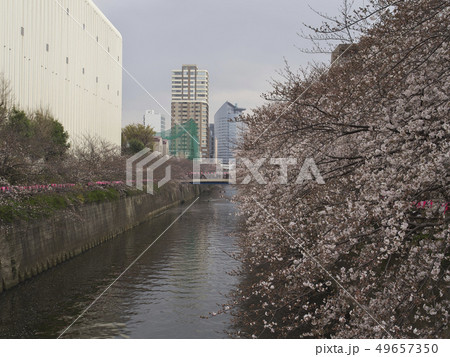 目黒川 中里橋から望む桜 49657350