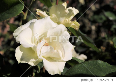 いちよう　一葉　　Ichiyou 49657414