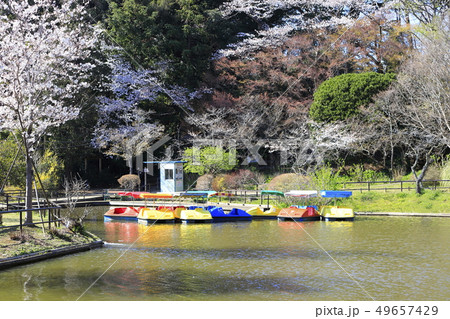 清水公園　桜とボート　千葉県野田市 49657429