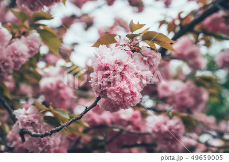 Background of beautiful pink cherry blossom Background of beautiful pink cherry blossom 49659005
