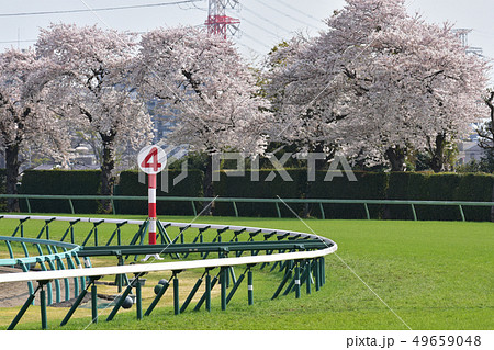 競馬　春　桜 49659048
