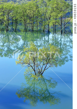 新緑の白川湖 49659193