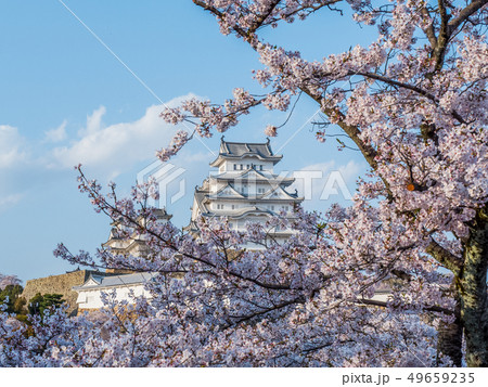 桜が満開の姫路城 49659235