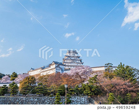 桜が満開の姫路城 桜が満開の姫路城 49659248