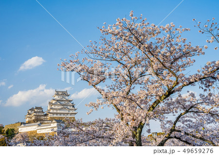桜が満開の姫路城 桜が満開の姫路城 49659276
