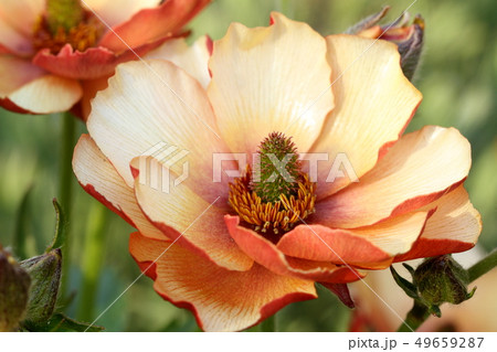 ラナンキュラス　ラックス 49659287