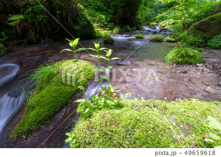 大山　清流　新緑 49659618