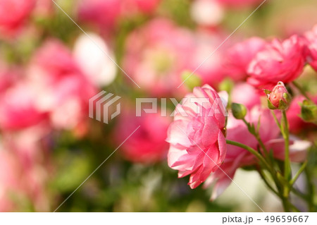 ラナンキュラス ラックス ラナンキュラス ラックス 49659667