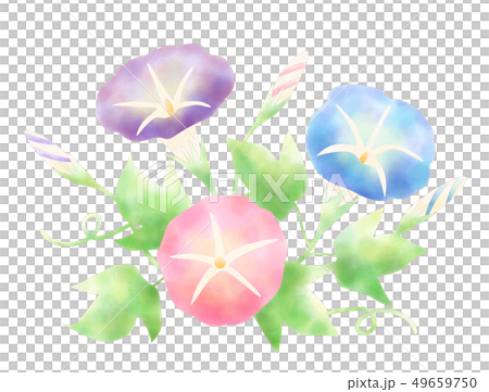 Asagao Watercolor Style Morning Glory Morning Glory Plant Summer 49659750