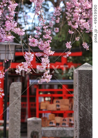 桜と鳥居 49659900