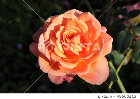 アルブレヒト・ デューラー・ ローズ　Albrecht Durer Rose 49660212