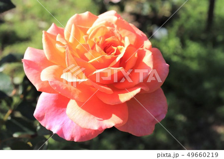 アルブレヒト・ デューラー・ ローズ　Albrecht Durer Rose 49660219