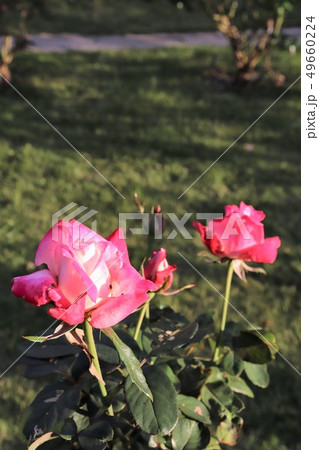 アルテス75 Altesse 75 アルテス75 Altesse 75 49660224