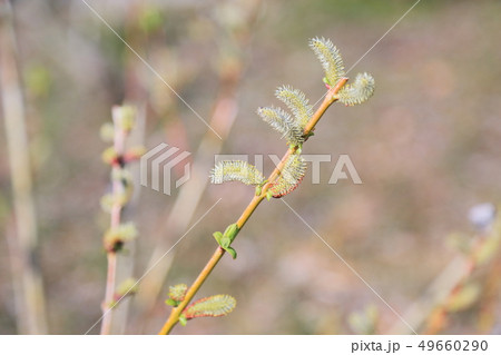 イヌコリヤナギの芽 イヌコリヤナギの芽 49660290