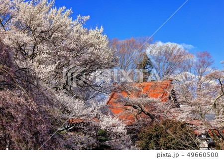 実相寺の桜と甲斐駒ヶ岳 実相寺の桜と甲斐駒ヶ岳 49660500