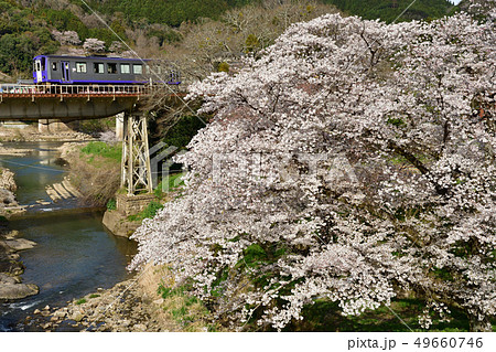 桜とキハ120 49660746