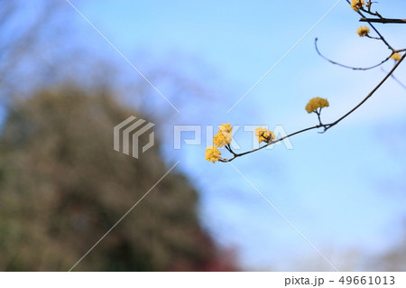 サンシュユの花 49661013