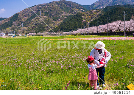 （静岡県）松崎町・田んぼをつかった花畑　イクメンパパ　案山子 49661214