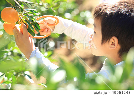 みかん狩り 49661243