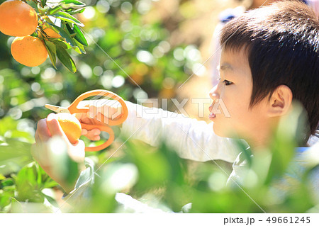 みかん狩り 49661245