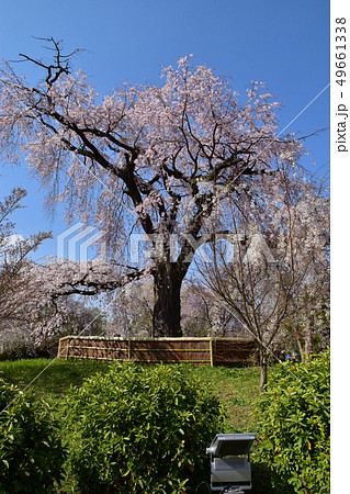 円山公園枝垂桜 円山公園枝垂桜 49661338