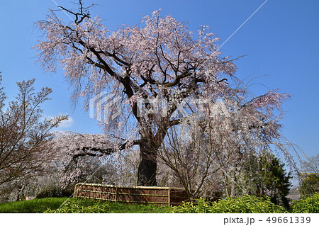 円山公園枝垂桜 円山公園枝垂桜 49661339