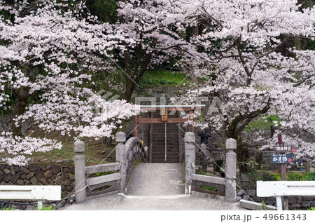 瀬田神宮の桜 熊本県 瀬田神宮の桜 熊本県 49661343