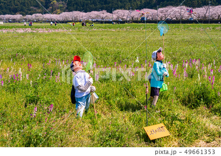 （静岡県）松崎町・田んぼをつかった花畑　こどもの情景　案山子 49661353