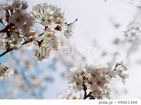 桜 49661366