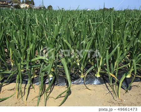 白子の玉ネギ 49661473