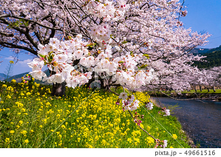 (静岡県)松崎町・那賀川の桜 (静岡県)松崎町・那賀川の桜 49661516