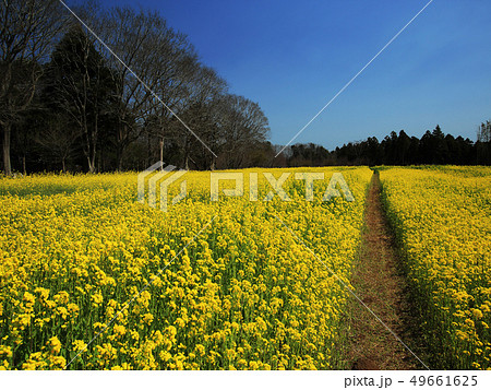 菜の花畑  風和里しばやま 49661625