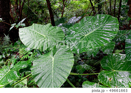 奄美大島　クワズイモ 49661663