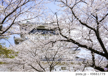 満開の桜に包まれた美しい小倉城 満開の桜に包まれた美しい小倉城 49661779