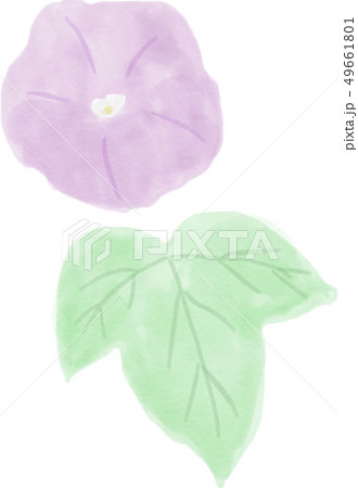 あさがお 花と葉のイラスト素材