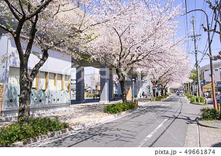 名古屋市北区 名鉄瀬戸線 尼ヶ坂駅 清水駅間 Sakumachi商店街と桜並木の写真素材