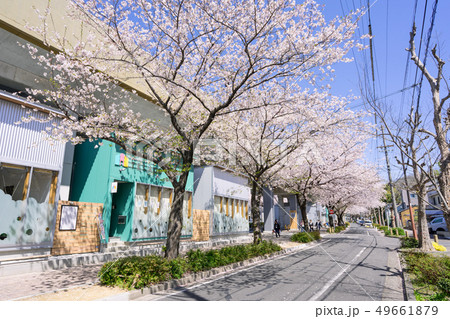 名古屋市北区 名鉄瀬戸線 尼ヶ坂駅 清水駅間 Sakumachi商店街と桜並木の写真素材